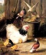 unknow artist Hen chicken and pigeon painting
